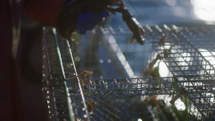 A person with gloves removing a lobster from a lobster trap