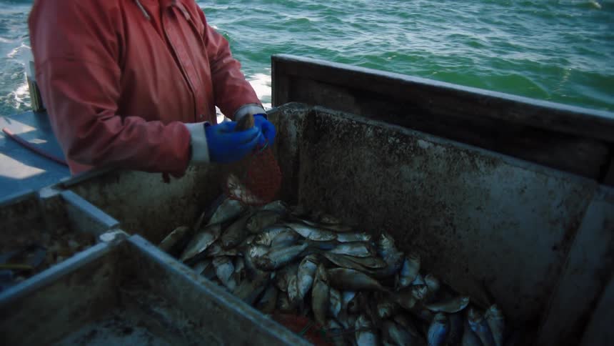 A fisherman on a boat puts fish in a bag
