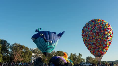 Crowds of people gathered around hot air balloons