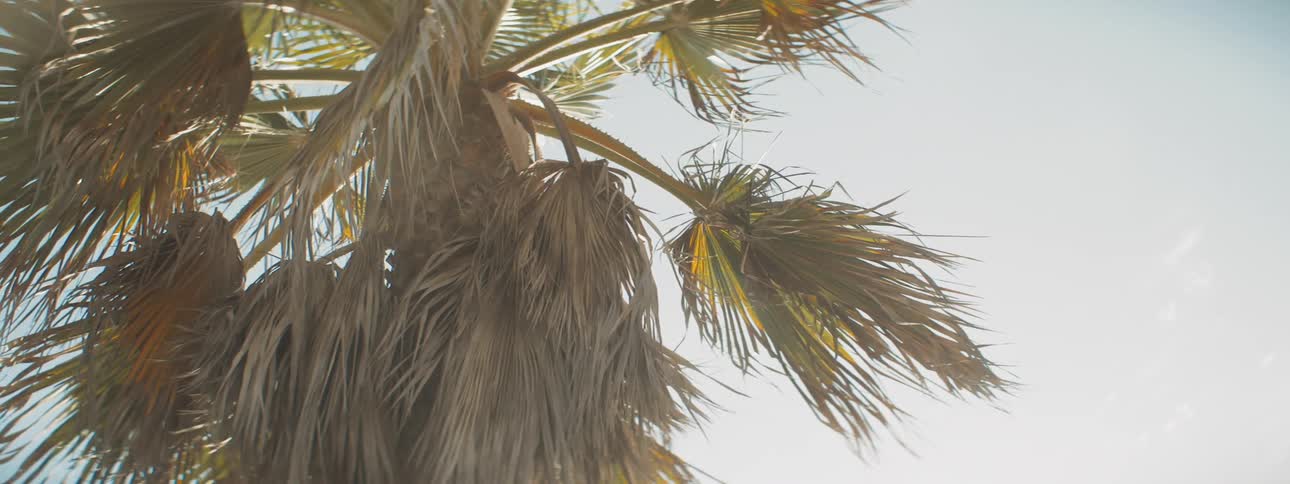 The sun shines down on a tall palm tree