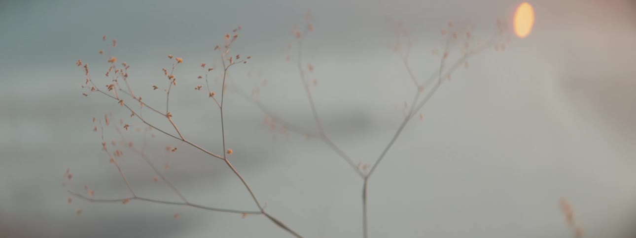 Branches with buds on them in the breeze under a cloudy sky