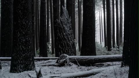 Timelapse of pine forest with a dusting of snow