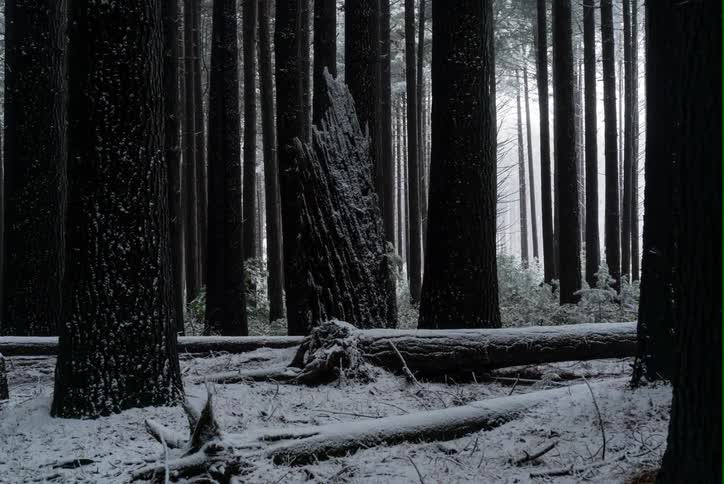 Timelapse of pine forest with a dusting of snow