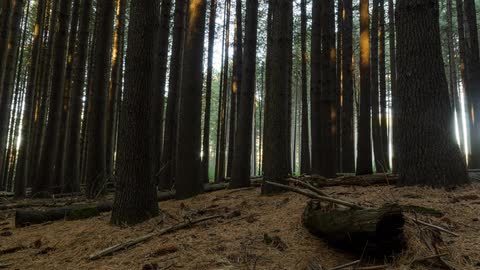 Sun is passing over a dense forest