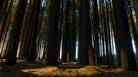 Timelapse of pine forest in morning sunlight