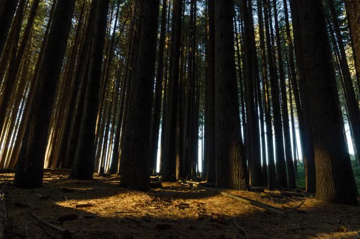 Timelapse of pine forest in morning sunlight