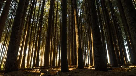 Sun shines through trees in the forest
