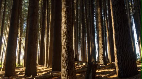 Sun shining on a wooded forest area