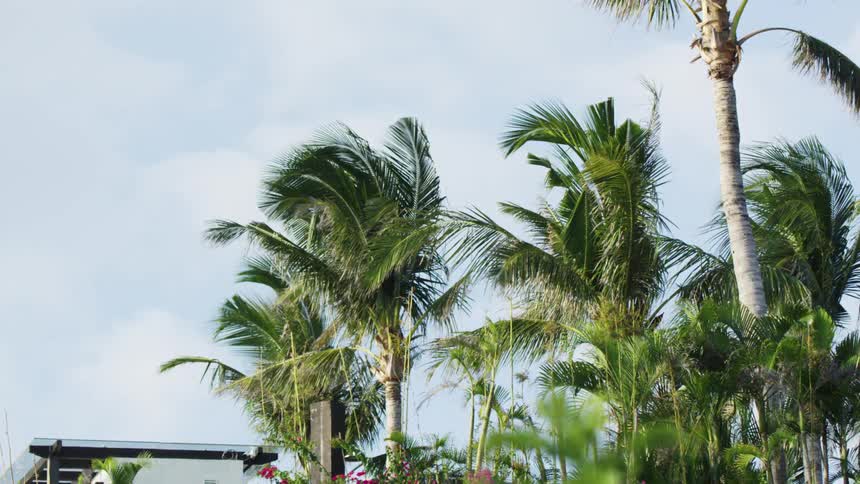Palm trees waving in the wind at day