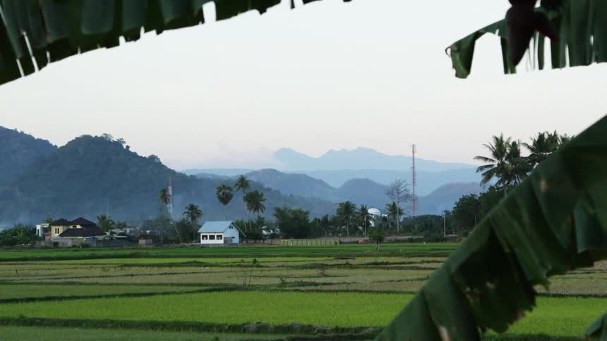A large house and property sit in a lush green field surrounded by palm trees
