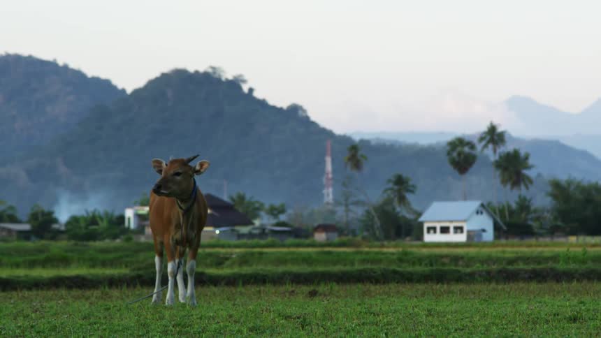 A cow stands in a farm field near a small town