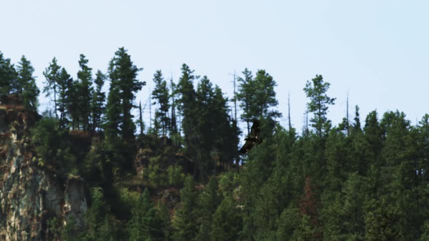 A bird flying in the sky with trees a cliff and the sky in the background