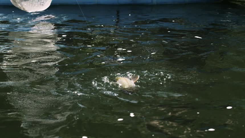 A fish is caught on the line by the raft