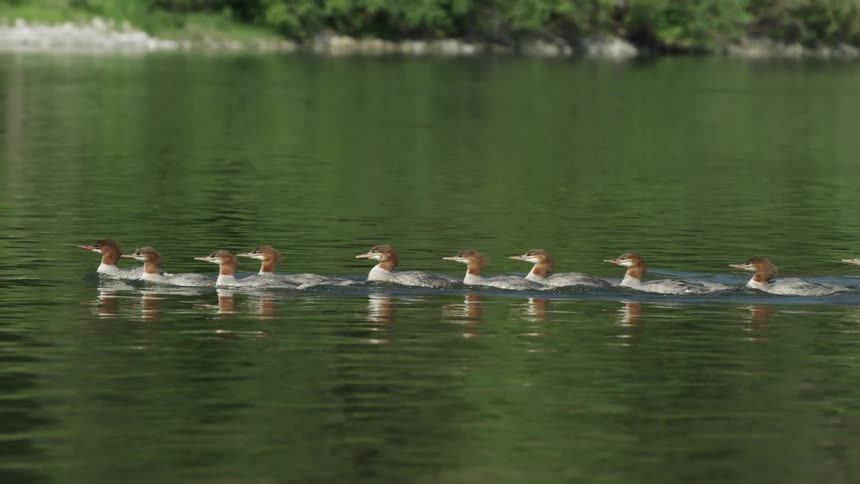 Ducks swimming in a lake with plants in the background