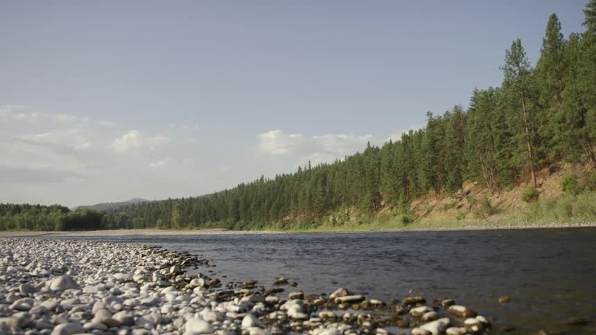 White pebbles on the bank of a river flowing near a pine tree forest