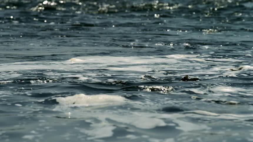 Slow motion footage of fish breaking water surface