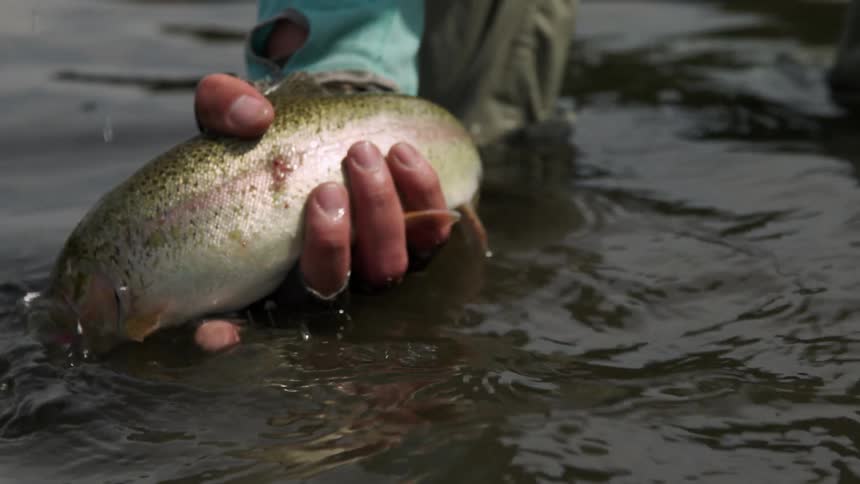 Man holds fish which tries to escape in the water