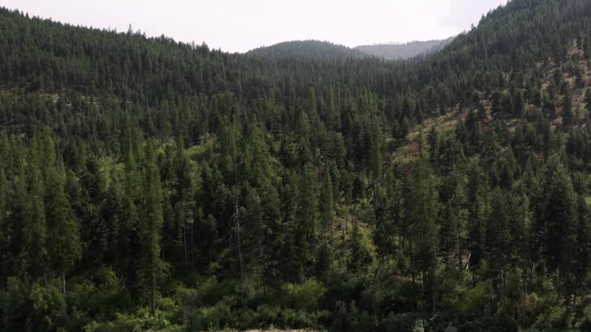 Aerial view of a lake in front of mountains covered in pine tree forest