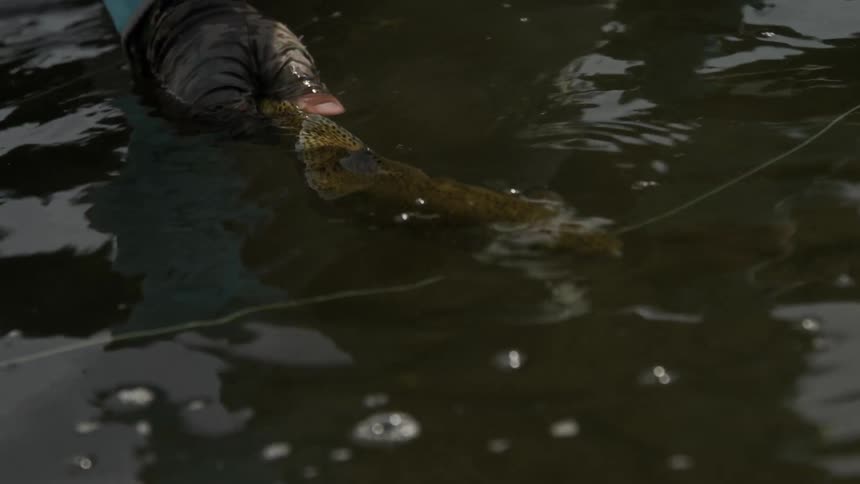 Person holds a fish with his hand and lets it swim away in a river