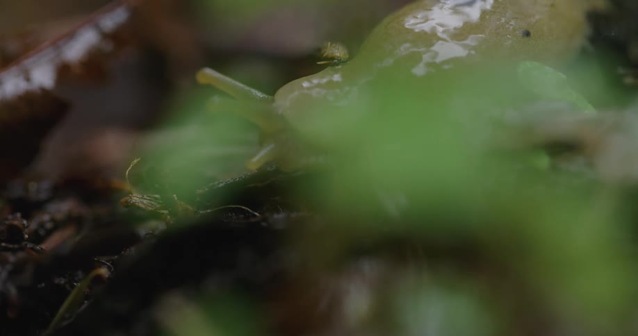 A snail crawls across the ground