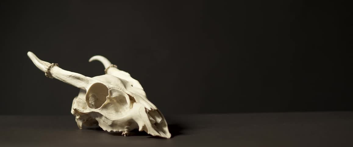 An animal skull on a counter