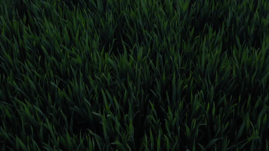 Blades of grass grow on the ground