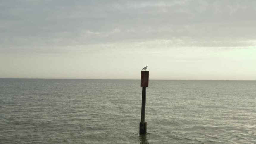 A bird is perched on a pole in the ocean