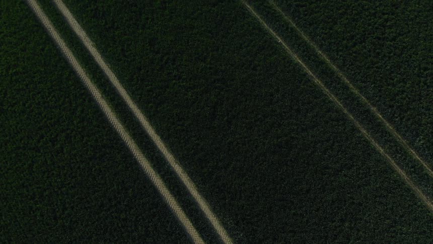 Aerial view of a crop