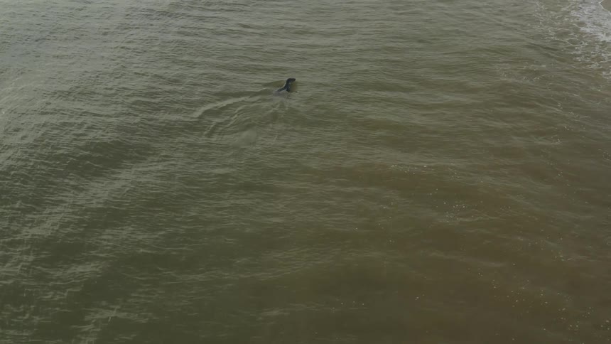 An animal swims in the tide just offshore from a beach
