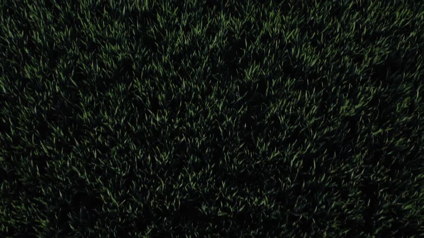 Aerial top down view of grass field waving in the wind
