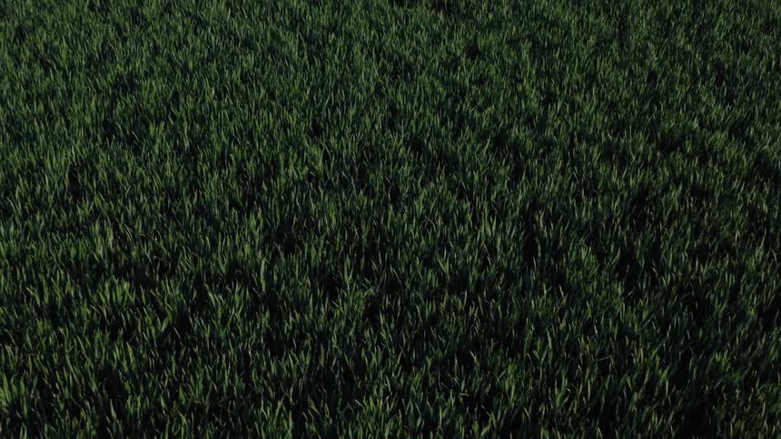 Blades of grass grow on a flat surface outdoors
