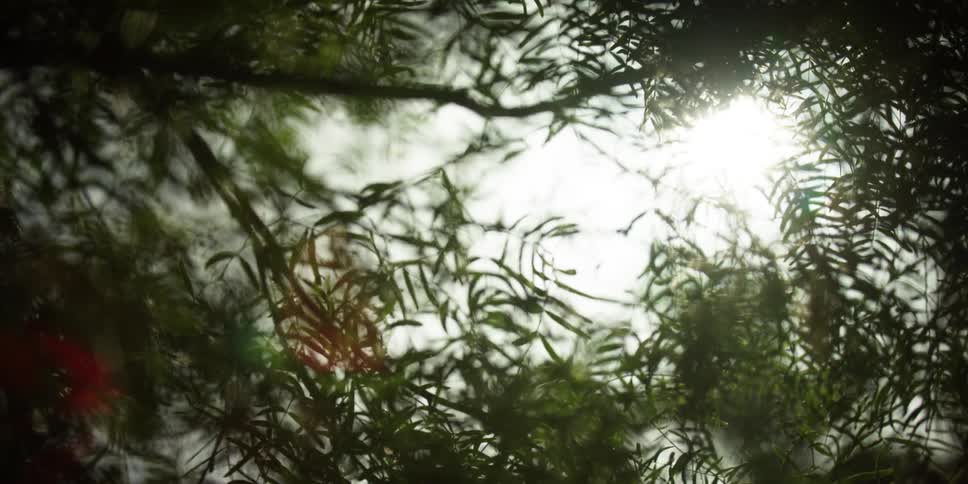 The sun is peeking in through the branches