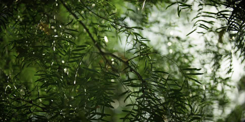 Small leaves grow on a tree branch