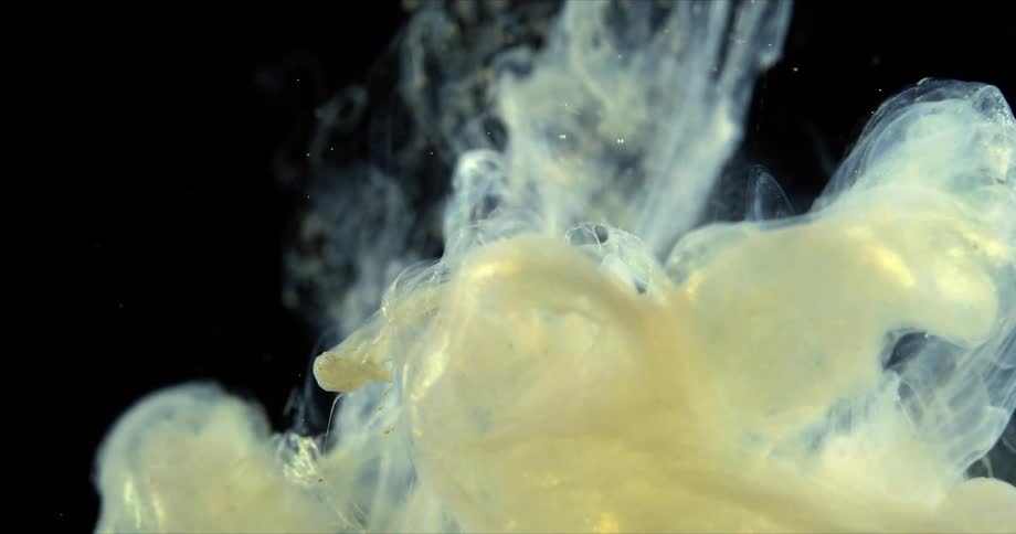 The white liquid mixes in the water