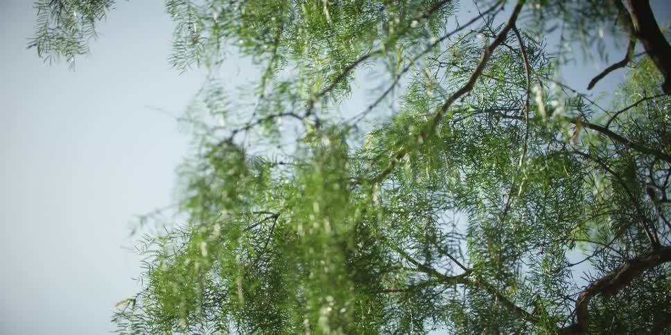 Close up of branches and leaves on a tree