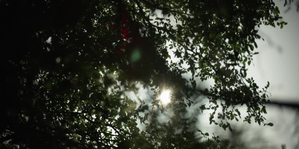 The sun shines bright through the leaves of a tree