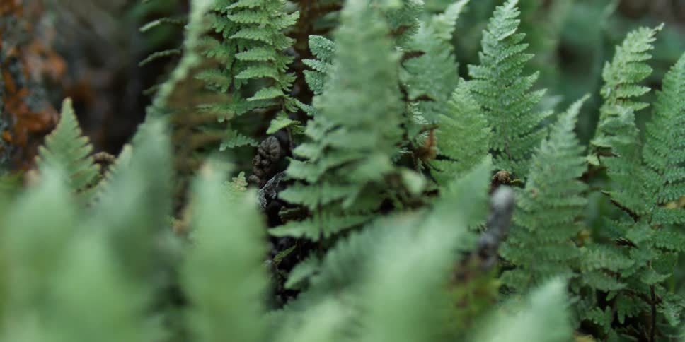 Close up of plants growing