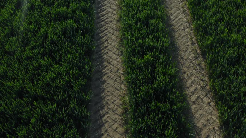 Aerial view of a crop