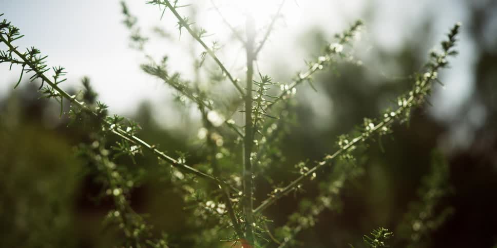 The sun shines down on the branches and needles of a small tree