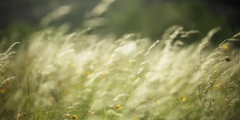 Wheat blowing in the breeze