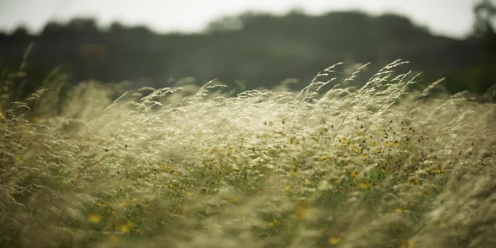Wheat and flowers in a field