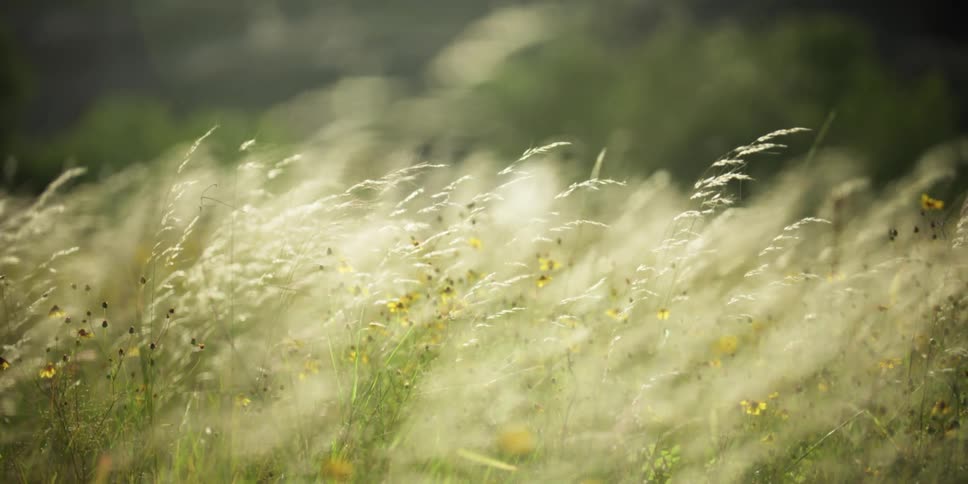 Flowers and wheat growing in a field