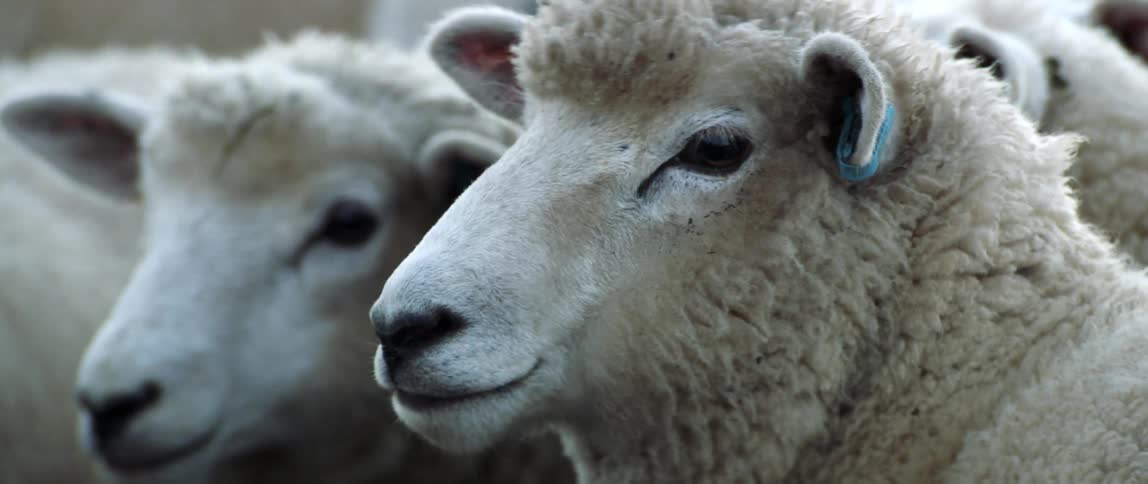 Sheep in the outdoors