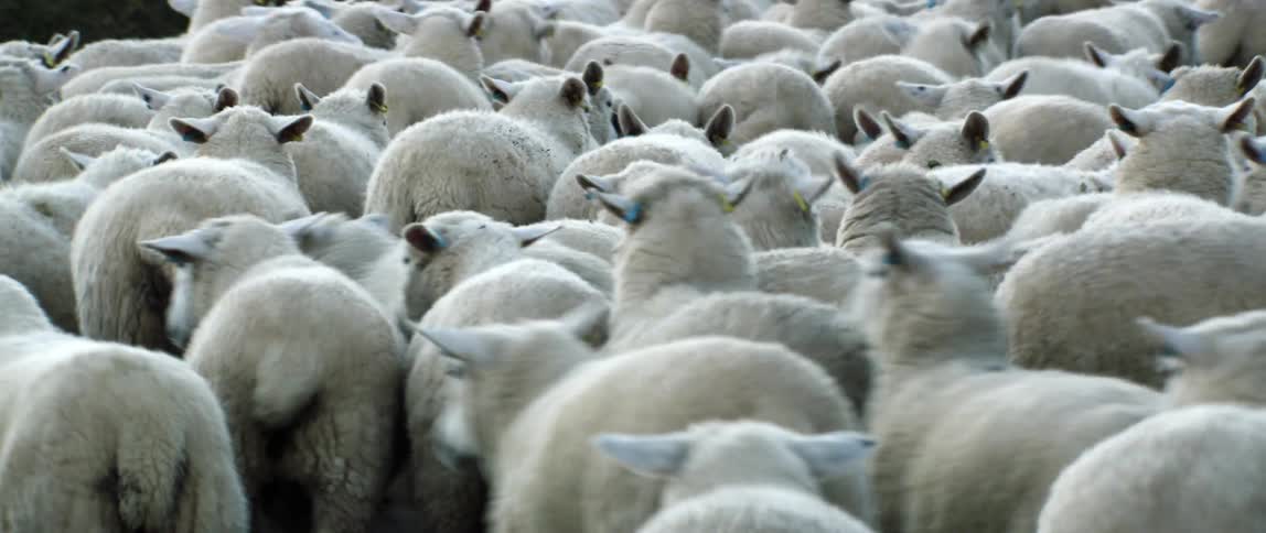 A moving herd of white sheep