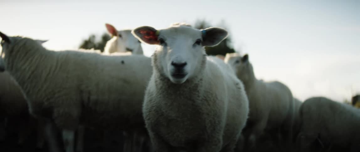Sheep chewing while the rest of herd is standing around
