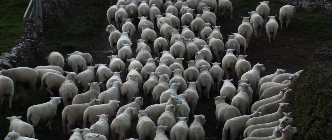 Herd of white sheep move down a dirt road
