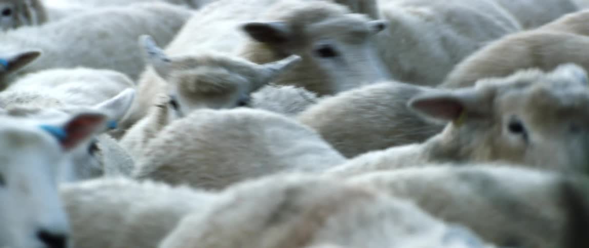 Sheep next to a plant with yellow and blue tags on their ears
