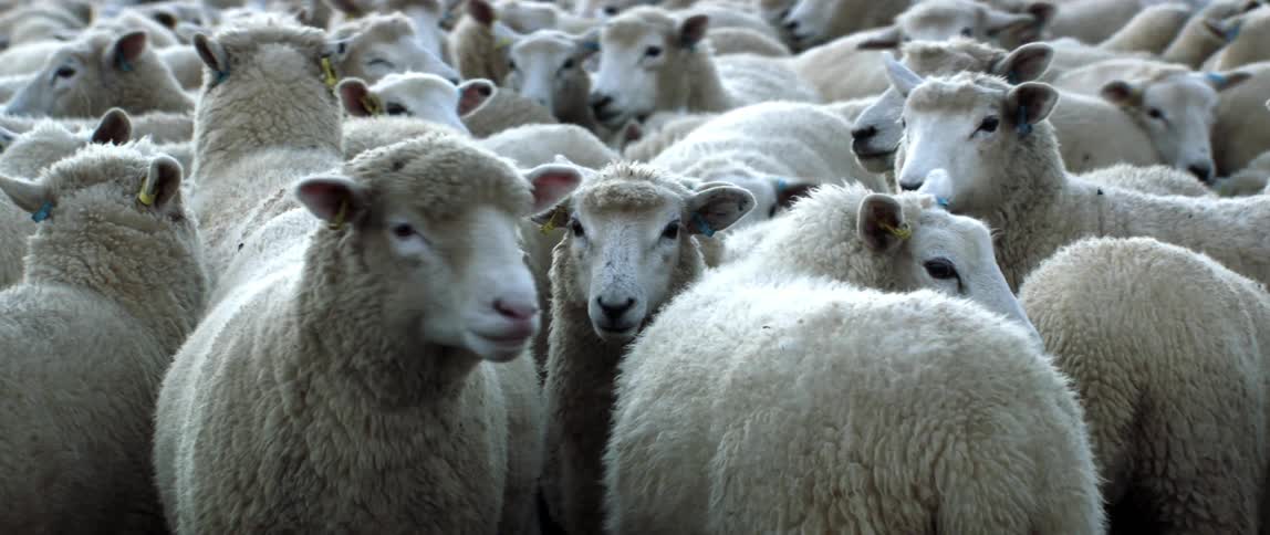 Herd of sheep move around