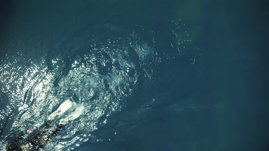 Sunlight reflects off the ocean as a person in a wet suit and flippers swims by