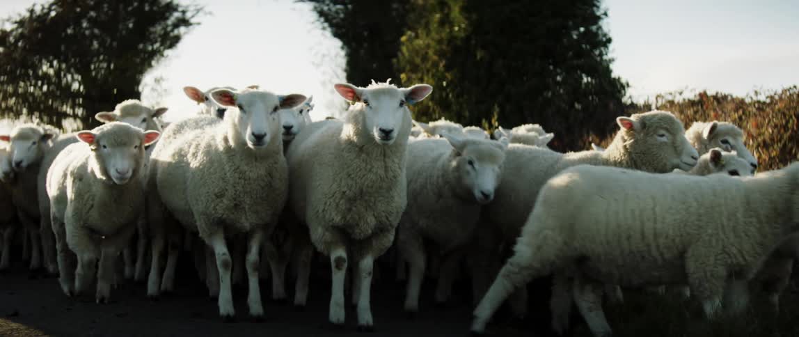 A flock of sheep walk down a rural road